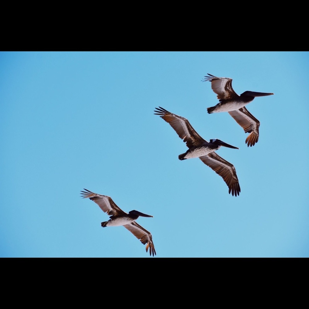 Meet your Posher, Ali